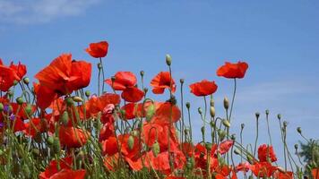 A large number of wild red poppies in the summer season under the yarim sun and blue sky bloomed in the field video