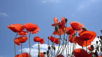 A large number of wild red poppies in the summer season under the yarim sun and blue sky bloomed in the field video