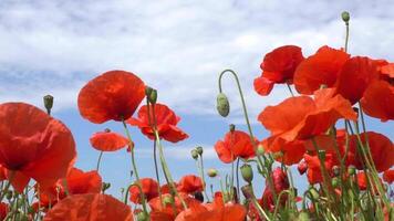 A large number of wild red poppies in the summer season under the yarim sun and blue sky bloomed in the field video