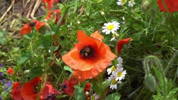 A large number of wild red poppies in the summer season under the yarim sun and blue sky bloomed in the field video