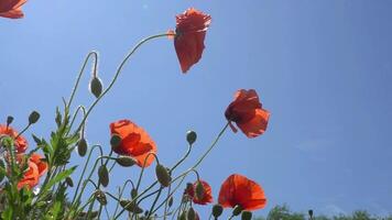 A large number of wild red poppies in the summer season under the yarim sun and blue sky bloomed in the field video