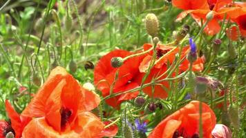 A large number of wild red poppies in the summer season under the yarim sun and blue sky bloomed in the field video