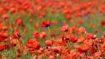 A large number of wild red poppies in the summer season under the yarim sun and blue sky bloomed in the field video