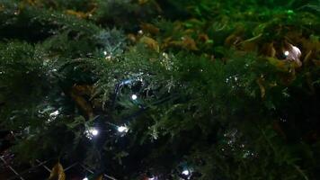 Beautiful green branches of a winter tree with magical festive lights of Christmas garlands and water drops lying on needles. Abstract Christmas holiday background. video