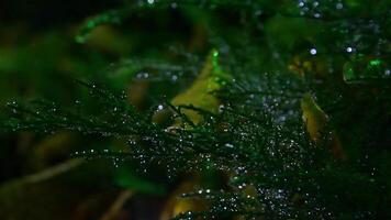 Beautiful green branches of a winter tree with magical festive lights of Christmas garlands and water drops lying on needles. Abstract Christmas holiday background. video