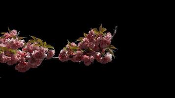 Branches of sakura on a transparent background blooming on a sunny day. Alpha channel. video
