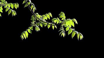 Branches with leaves on a transparent background. Large green leaves on large branches. Alpha channel. video