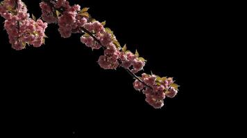 Branches of sakura on a transparent background blooming on a sunny day. Alpha channel. video