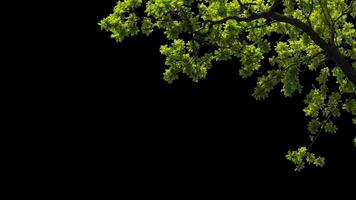 Branches with leaves on a transparent background. Large green leaves on large branches. Alpha channel. video