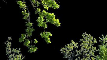 Branches with leaves on a transparent background. Large green leaves on large branches. Alpha channel. video