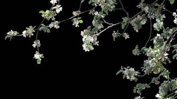 Blooming cherry branch with a transparent background of a spring cherry tree on a bright day video