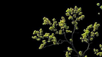 Branches with leaves on a transparent background. Large green leaves on large branches. Alpha channel. video