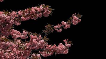 Branches of sakura on a transparent background blooming on a sunny day. Alpha channel. video