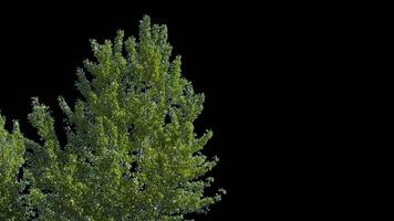 Branches with leaves on a transparent background. Large green leaves on large branches. Alpha channel. video