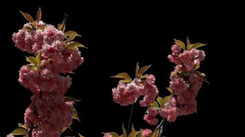Branches of sakura on a transparent background blooming on a sunny day. Alpha channel. video