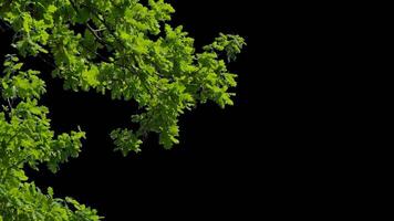 Branches with leaves on a transparent background. Large green leaves on large branches. Alpha channel. video