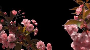 Branches of sakura on a transparent background blooming on a sunny day. Alpha channel. video