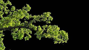 Branches with leaves on a transparent background. Large green leaves on large branches. Alpha channel. video