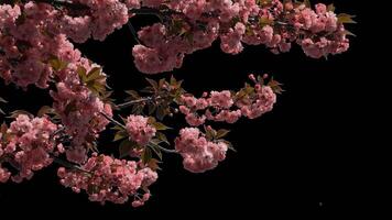 Branches of sakura on a transparent background blooming on a sunny day. Alpha channel. video