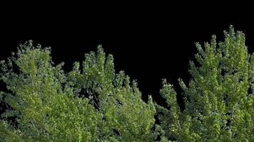 Branches with leaves on a transparent background. Large green leaves on large branches. Alpha channel. video