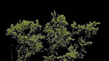 Branches with leaves on a transparent background. Large green leaves on large branches. Alpha channel. video