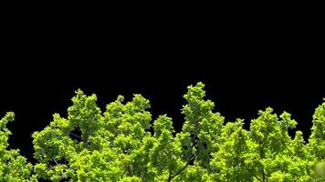 Branches with leaves on a transparent background. Large green leaves on large branches. Alpha channel. video
