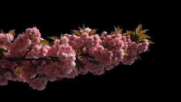 Branches of sakura on a transparent background blooming on a sunny day. Alpha channel. video
