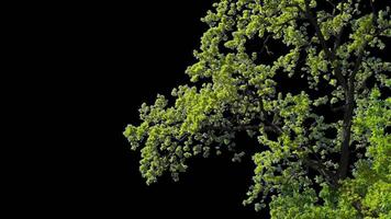 Branches with leaves on a transparent background. Large green leaves on large branches. Alpha channel. video