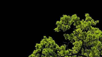 Branches with leaves on a transparent background. Large green leaves on large branches. Alpha channel. video
