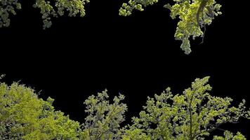 Branches with leaves on a transparent background. Large green leaves on large branches. Alpha channel. video