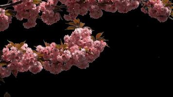 Branches of sakura on a transparent background blooming on a sunny day. Alpha channel. video