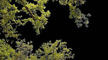 Branches with leaves on a transparent background. Large green leaves on large branches. Alpha channel. video