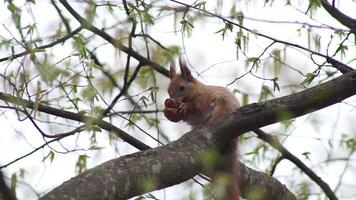 Squirrel jumps on tree branches, gnaws nuts and food in the spring forest gnaws a nut video