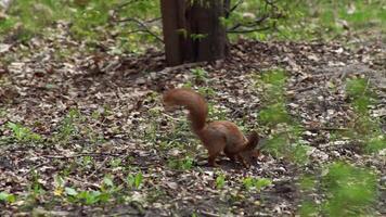 Squirrel jumps on tree branches, gnaws nuts and food in the spring forest gnaws a nut video
