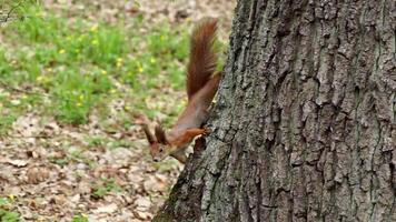Squirrel jumps on tree branches, gnaws nuts and food in the spring forest gnaws a nut video