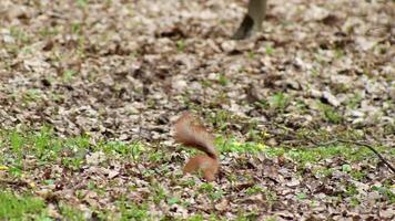 Squirrel jumps on tree branches, gnaws nuts and food in the spring forest gnaws a nut video