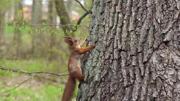 Squirrel jumps on tree branches, gnaws nuts and food in the spring forest gnaws a nut video