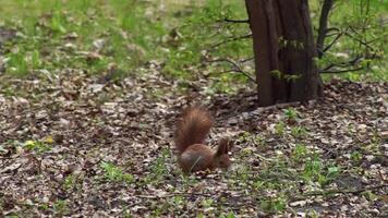 Squirrel jumps on tree branches, gnaws nuts and food in the spring forest gnaws a nut video