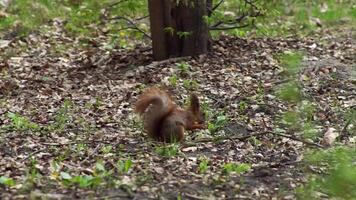 Squirrel jumps on tree branches, gnaws nuts and food in the spring forest gnaws a nut video