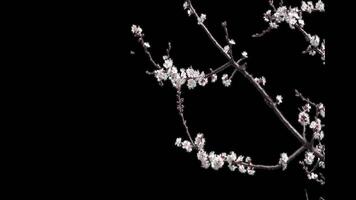 Blooming cherry branch with a transparent background of a spring cherry tree on a bright day video