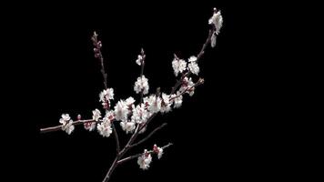Blooming cherry branch with a transparent background of a spring cherry tree on a bright day video