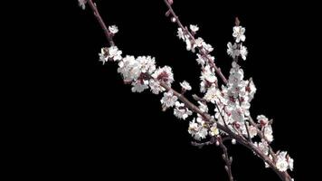 Blooming cherry branch with a transparent background of a spring cherry tree on a bright day video