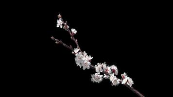 Blooming cherry branch with a transparent background of a spring cherry tree on a bright day video
