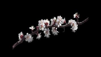 Blooming cherry branch with a transparent background of a spring cherry tree on a bright day video