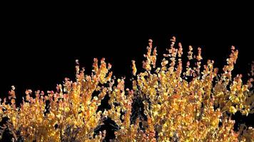 Autumn tree leaves with transparent background swaying with a light wind Autumn landscape. Isolated tree. video