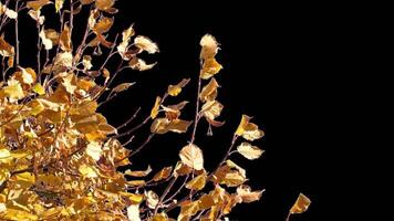 Autumn tree leaves with transparent background swaying with a light wind Autumn landscape. Isolated tree. video