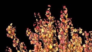Autumn tree leaves with transparent background swaying with a light wind Autumn landscape. Isolated tree. video
