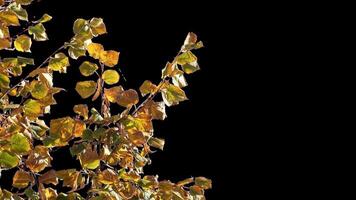 Autumn tree leaves with transparent background swaying with a light wind Autumn landscape. Isolated tree. video