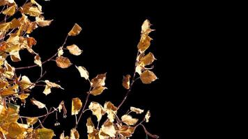 Autumn tree leaves with transparent background swaying with a light wind Autumn landscape. Isolated tree. video