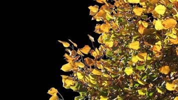 Autumn tree leaves with transparent background swaying with a light wind Autumn landscape. Isolated tree. video